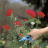 Ножницы для роз GARDENA 00359-20.000.00